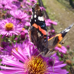 NEUE REGELN F&Uuml;R DEN INSEKTENSCHUTZ